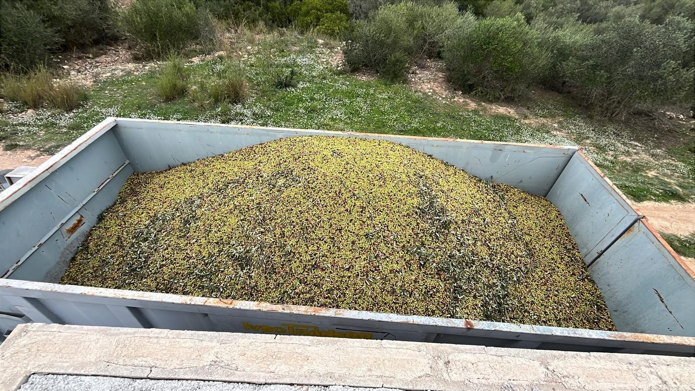 Contenedor con cosecha de olivas